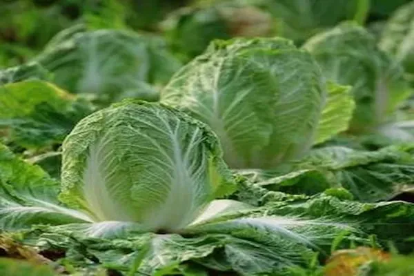 قیمت کاهو آیسبرگ صادراتی + مشخصات بسته بندی عمده و ارزان