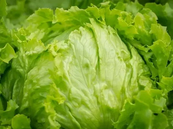 کاهو آیسبرگ + قیمت خرید، کاربرد، مصارف و خواص